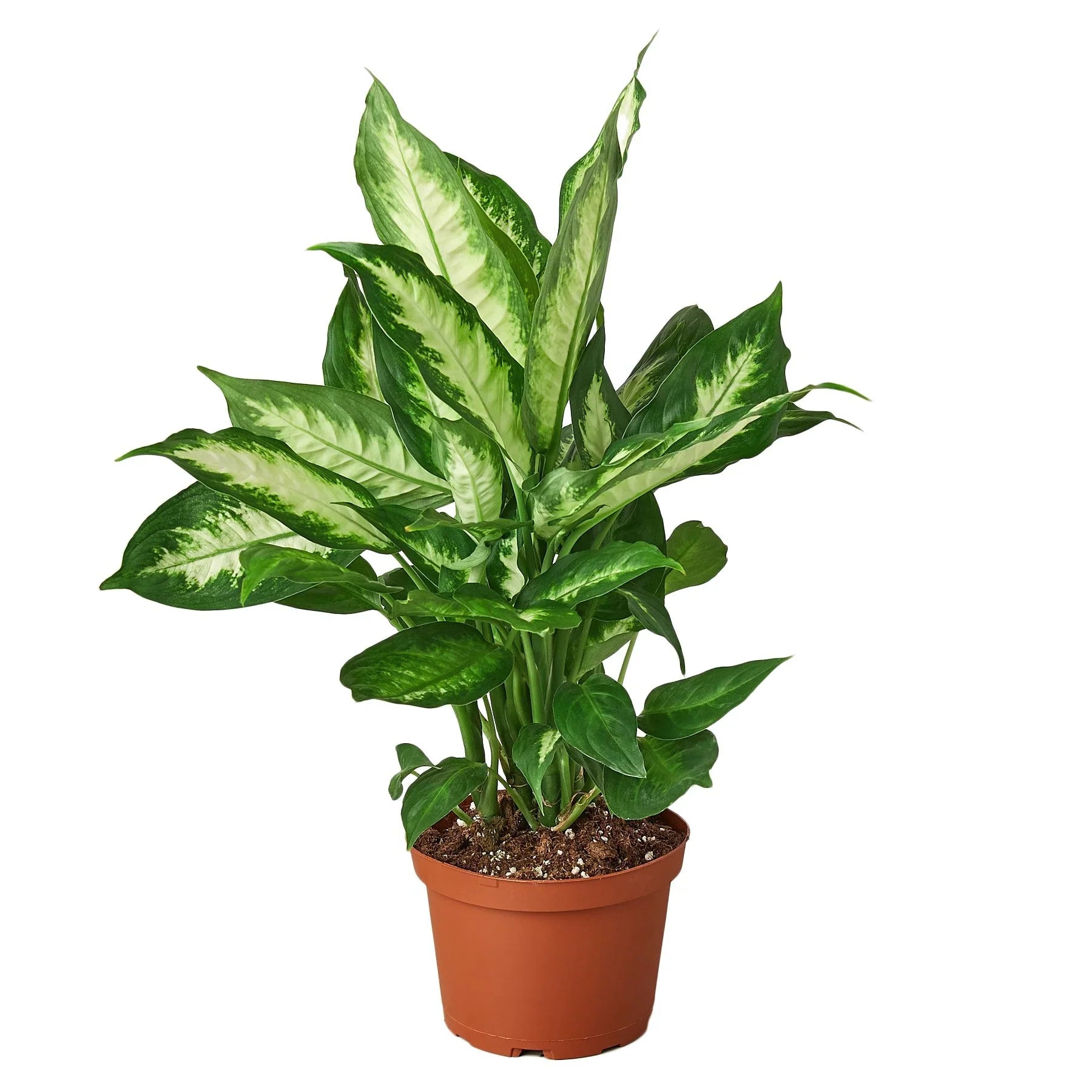 Dieffenbachia Camille - Ethereal Company-Indoor Plants