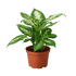 Dieffenbachia &