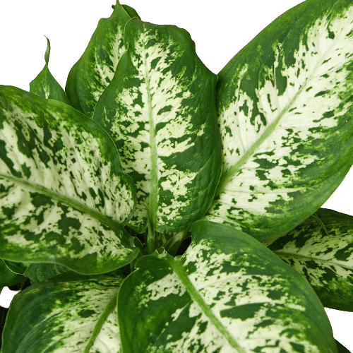 Dieffenbachia &