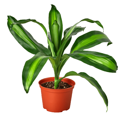 Dracaena Massangeana - Ethereal Company-6" Plant (1) ($10)