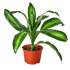 Dracaena Massangeana - Ethereal Company-6" Plant (1) ($10)