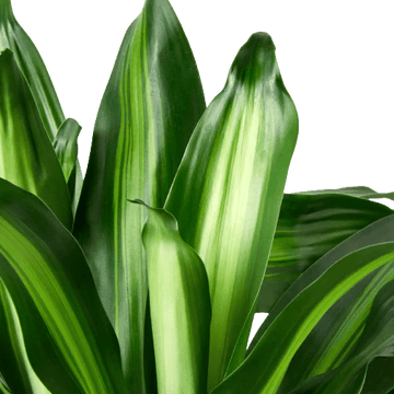 Dracaena Massangeana - Ethereal Company-6" Plant (1) ($10)