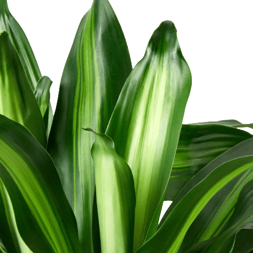 Dracaena Massangeana - Ethereal Company-6" Plant (1) ($10)