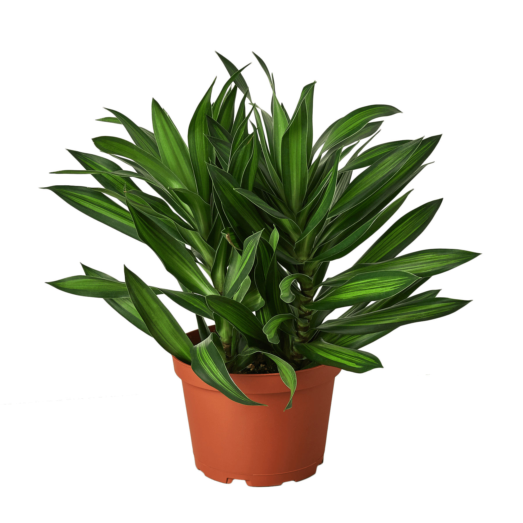 Dracaena &