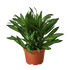 Dracaena &