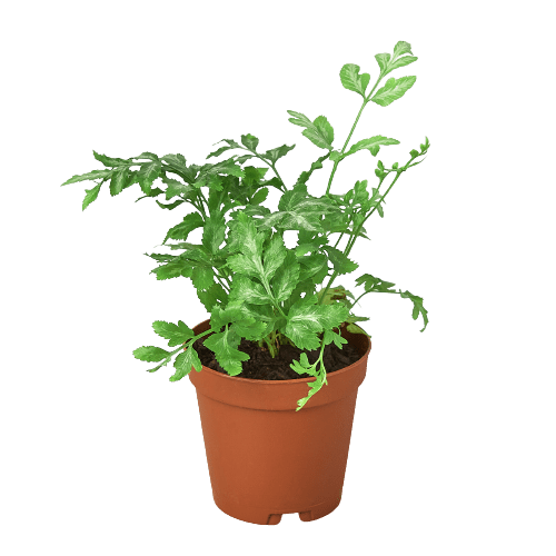Fern &