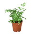 Fern &