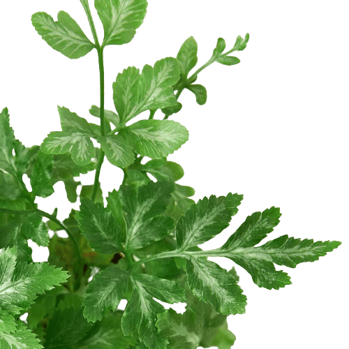 Fern &