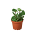 Hoya Carnosa &
