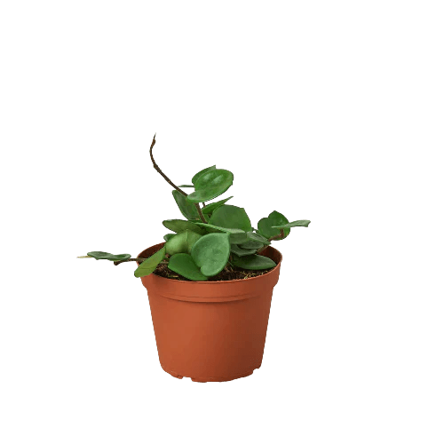 Hoya Carnosa &
