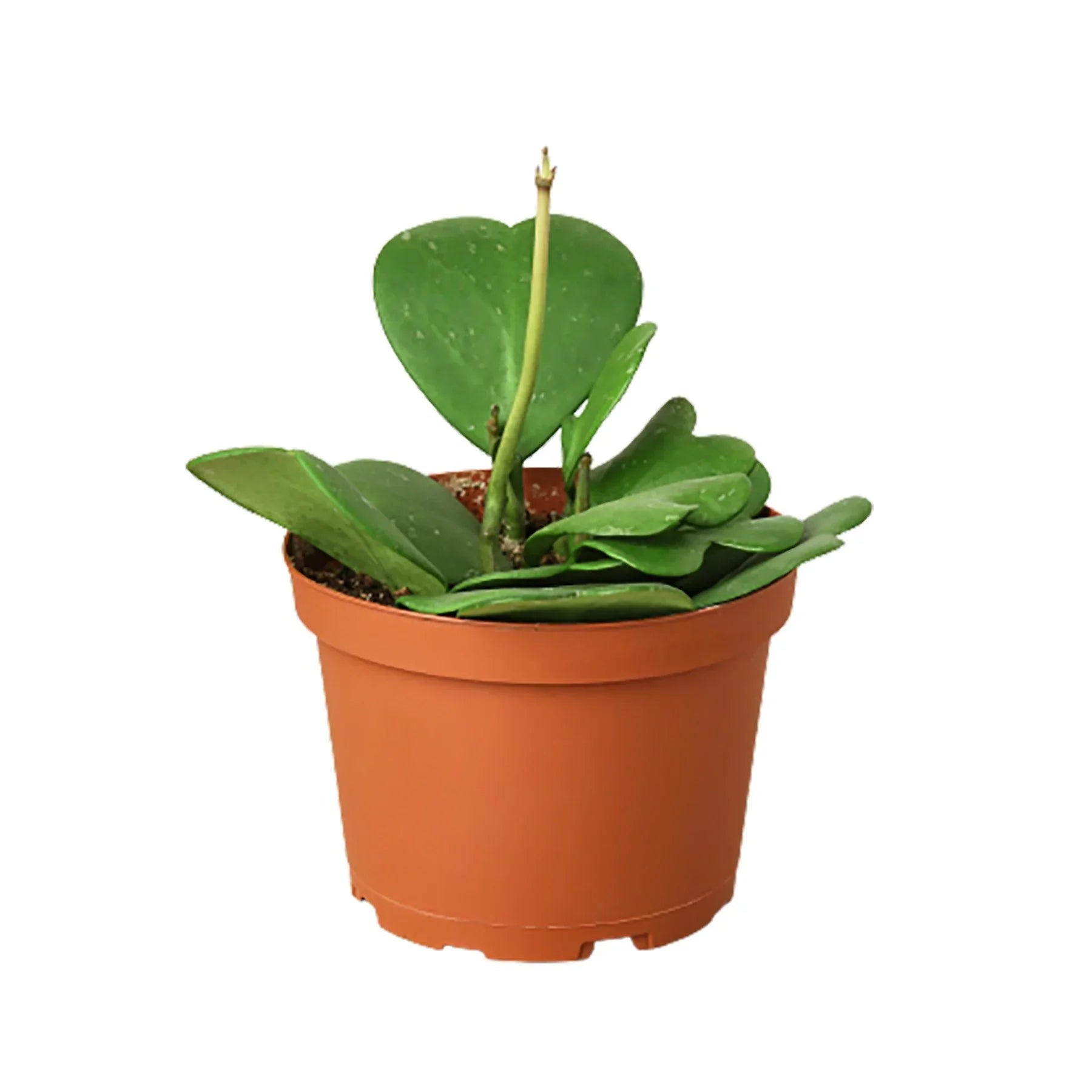 Hoya Sweetheart - Ethereal Company-4" Plant