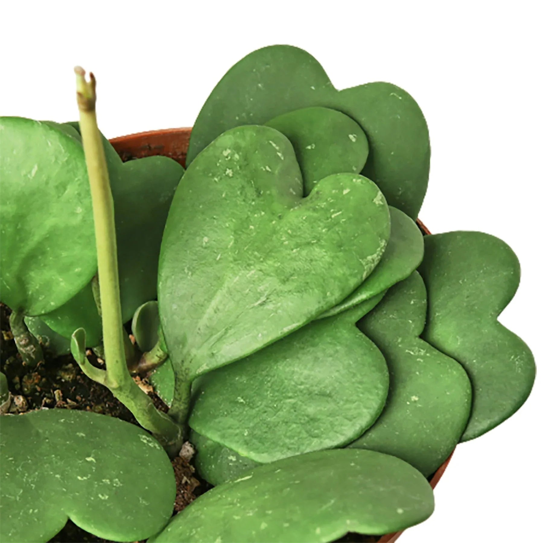 Hoya Sweetheart - Ethereal Company-4" Plant