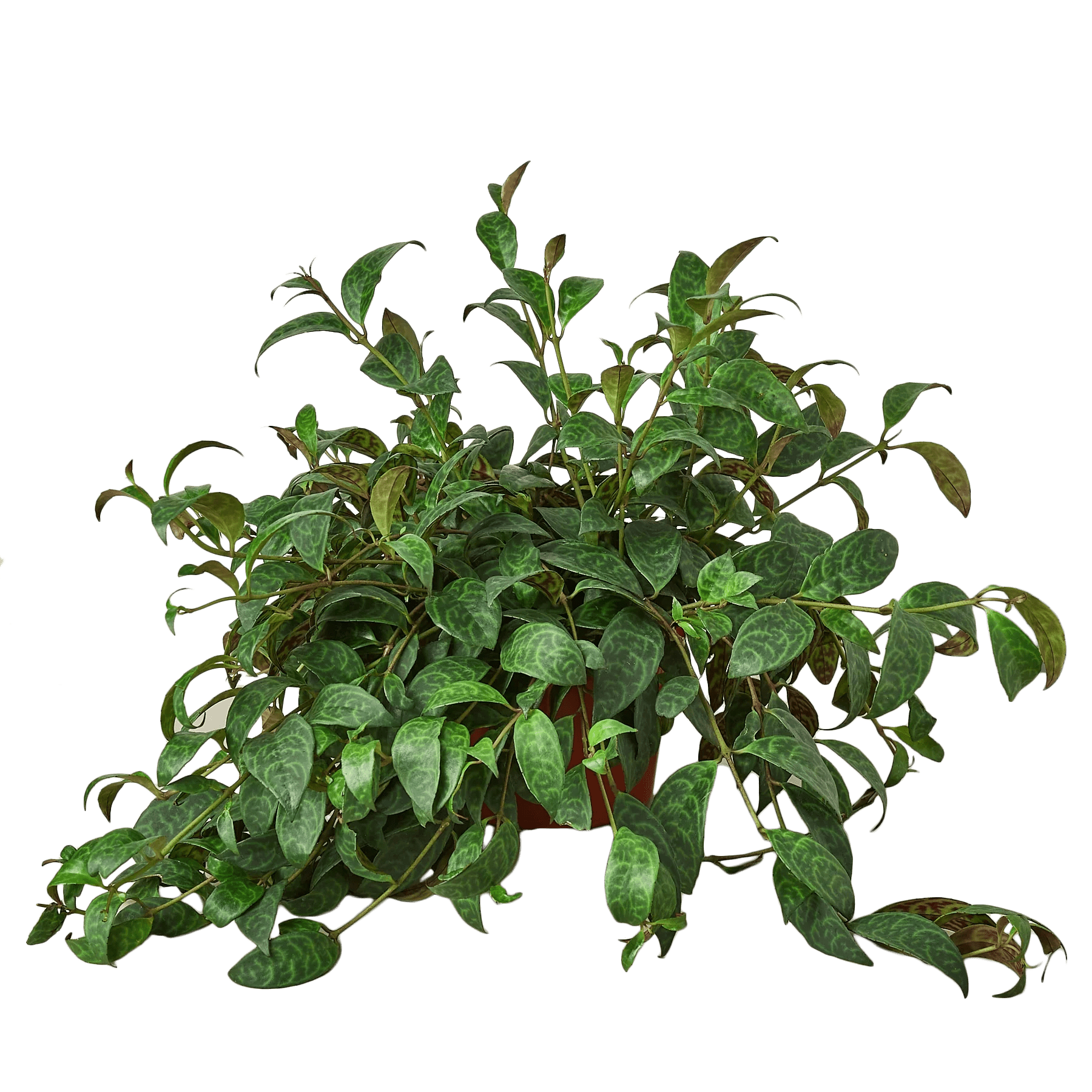 Lipstick Plant - Ethereal Company-4" Plant