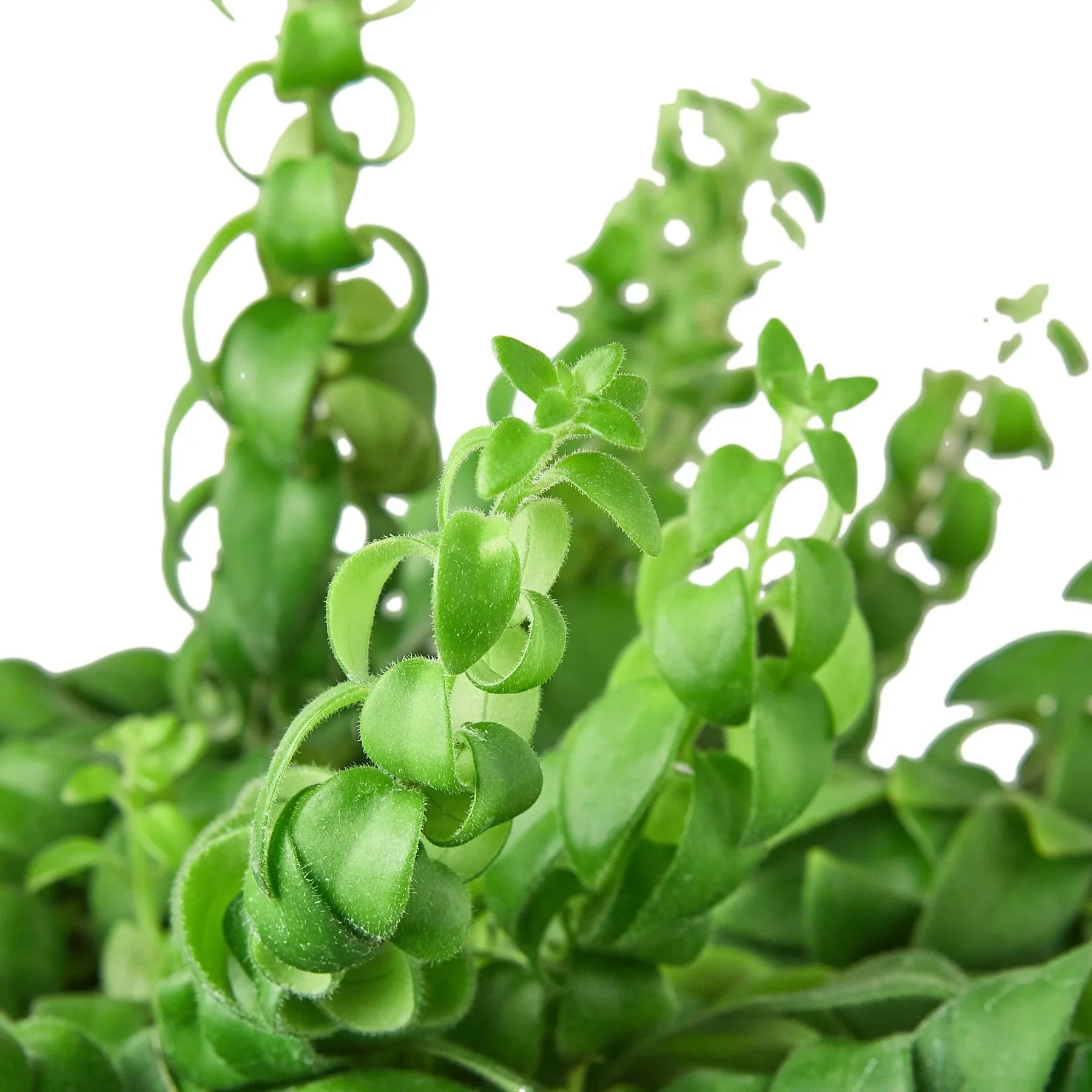 Curly Lipstick Plant - Ethereal Company-Indoor Plants