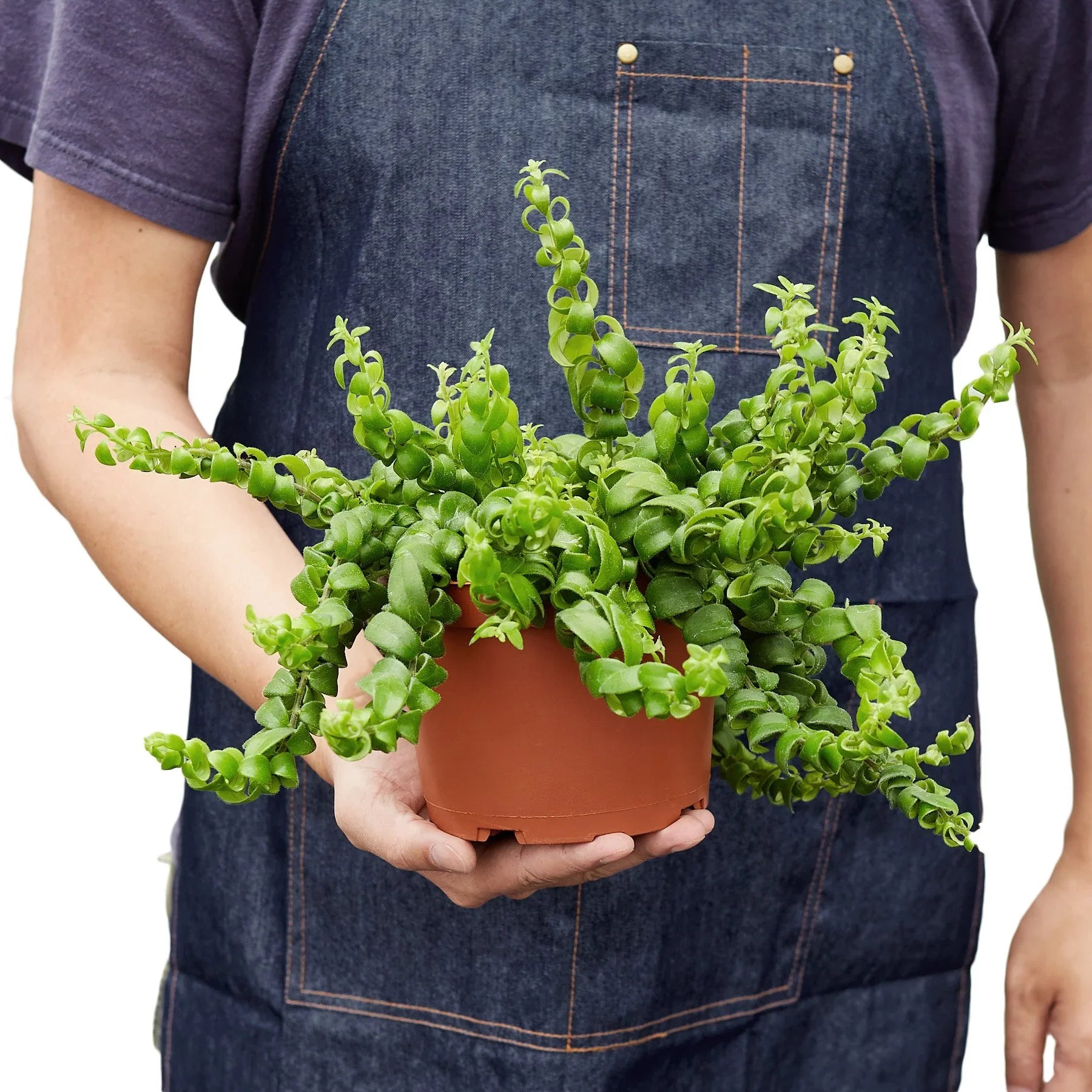 Curly Lipstick Plant - Ethereal Company-Indoor Plants