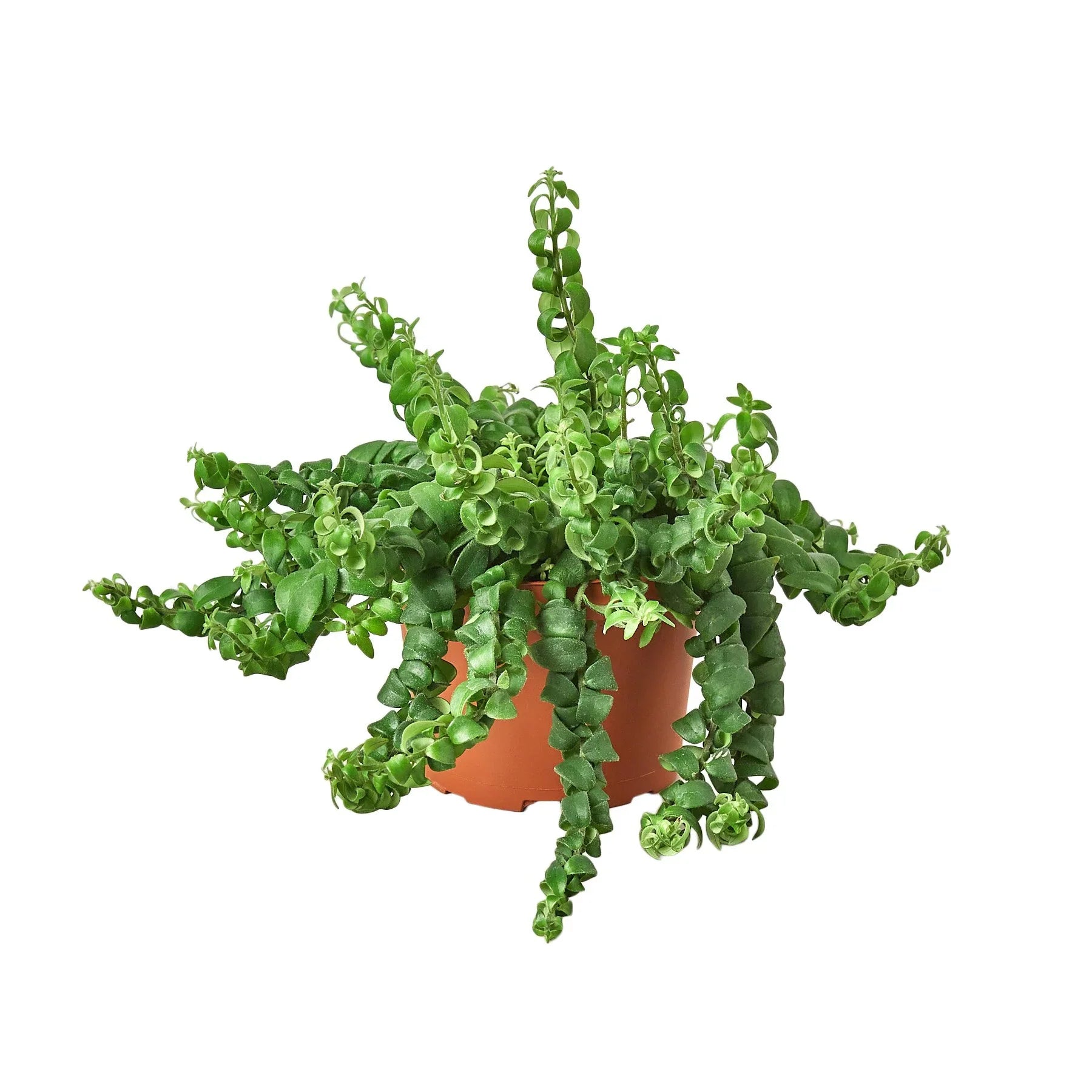Curly Lipstick Plant - Ethereal Company-Indoor Plants