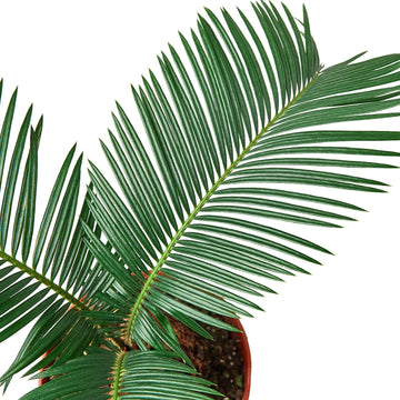 Sago Palm - In 6" Pot - Ethereal Company-6" Plant (1pk/$4.5) ($10 Ship/31oz)