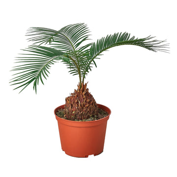 Sago Palm - In 6" Pot - Ethereal Company-6" Plant (1pk/$4.5) ($10 Ship/31oz)