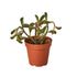 Peperomia &