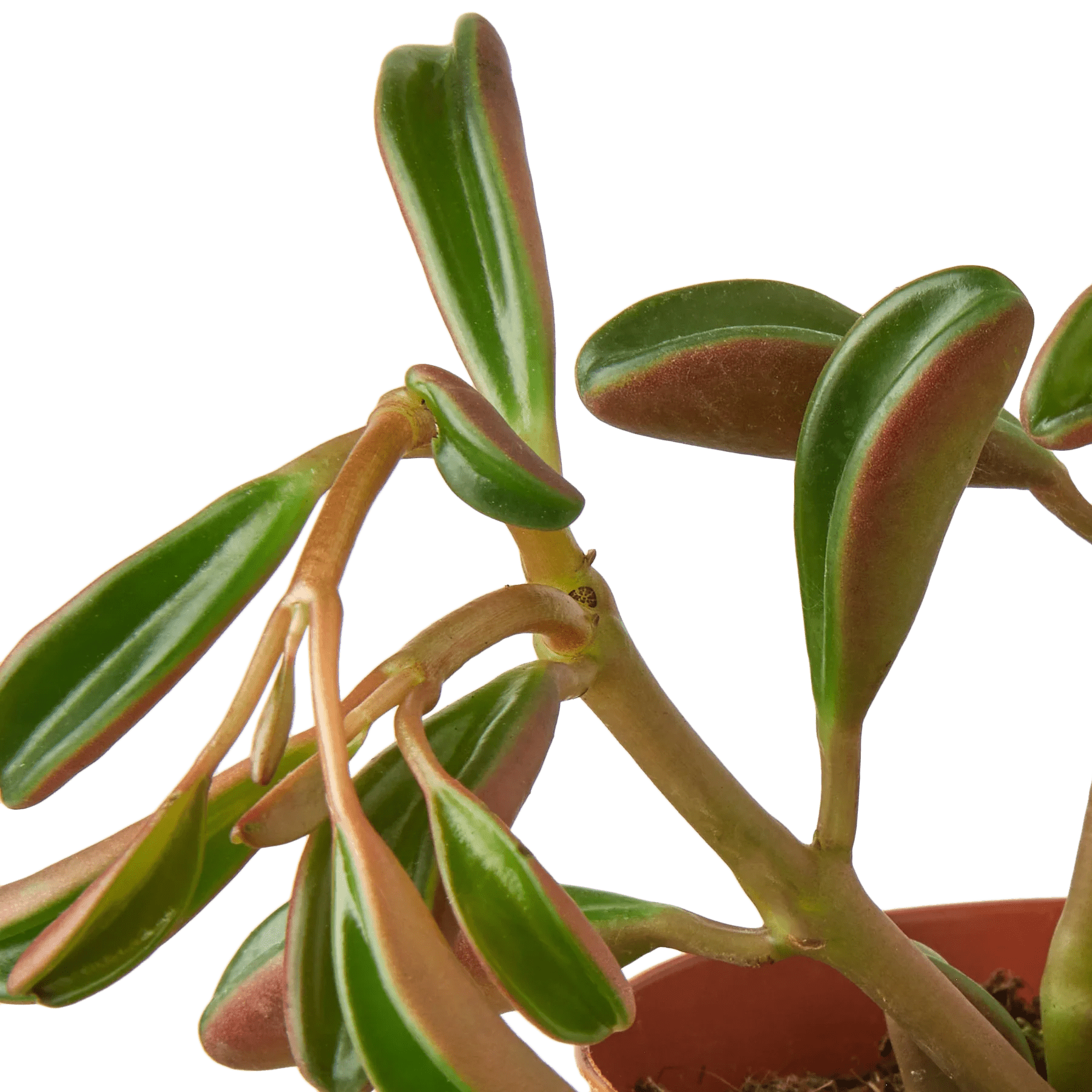 Peperomia &