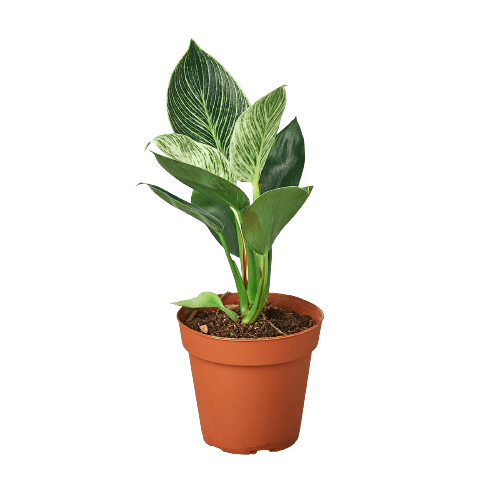 Philodendron &