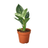 Philodendron &
