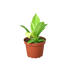 Philodendron &