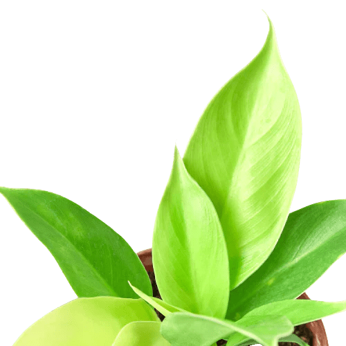Philodendron &