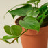 Philodendron Cordatum Heartleaf - Ethereal Company-Indoor Plants