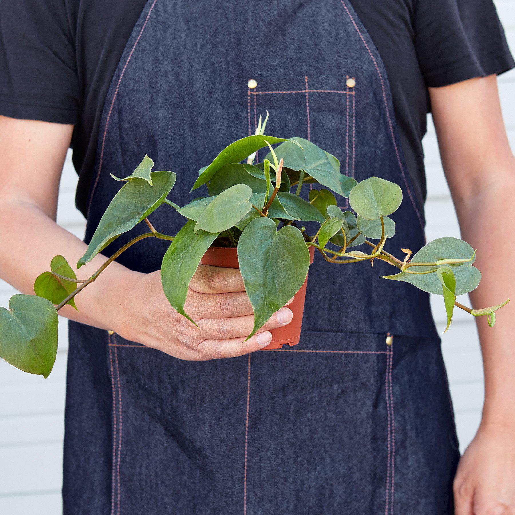 Philodendron Cordatum Heartleaf - Ethereal Company-Indoor Plants