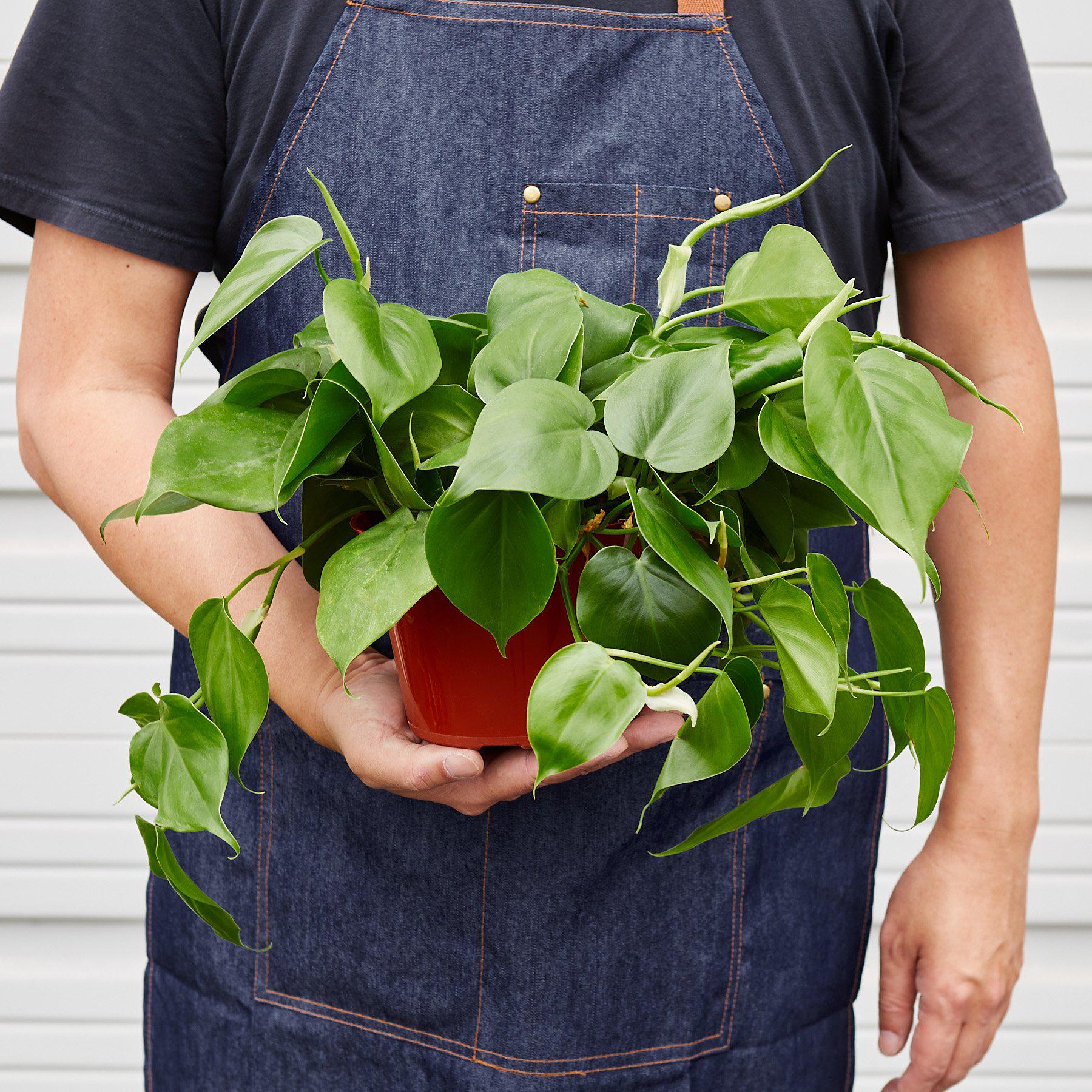 Philodendron Cordatum Heartleaf - Ethereal Company-Indoor Plants