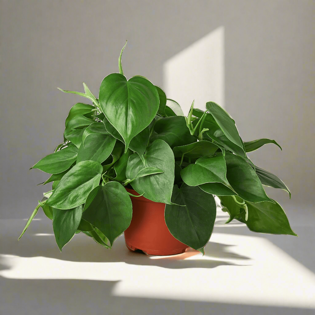 Philodendron Cordatum Heartleaf - Ethereal Company-Indoor Plants