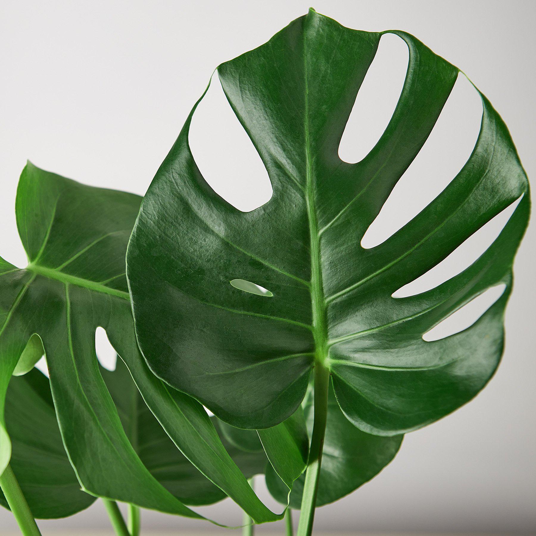 Philodendron Monstera Split-Leaf - Ethereal Company-4" Plant