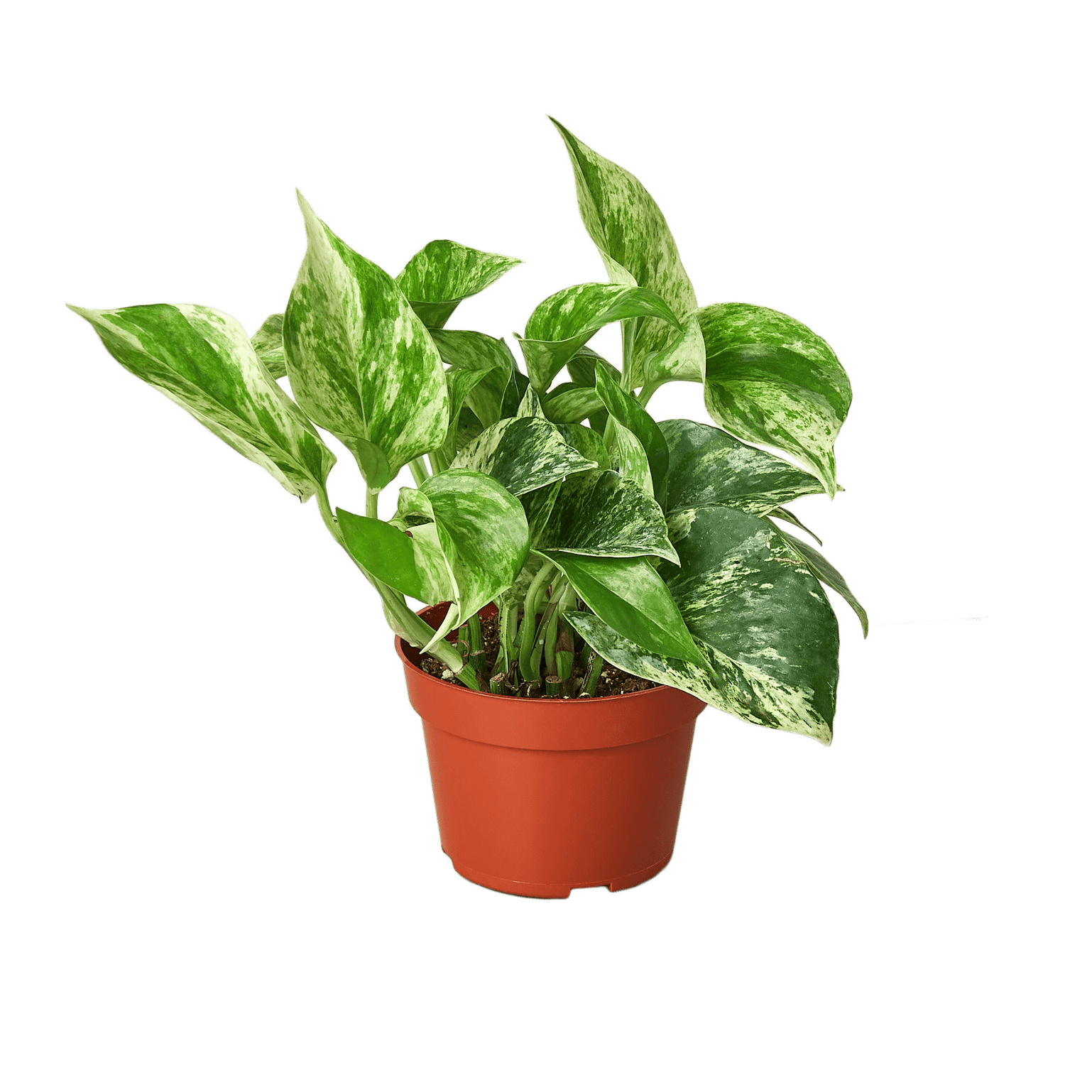 Pothos &