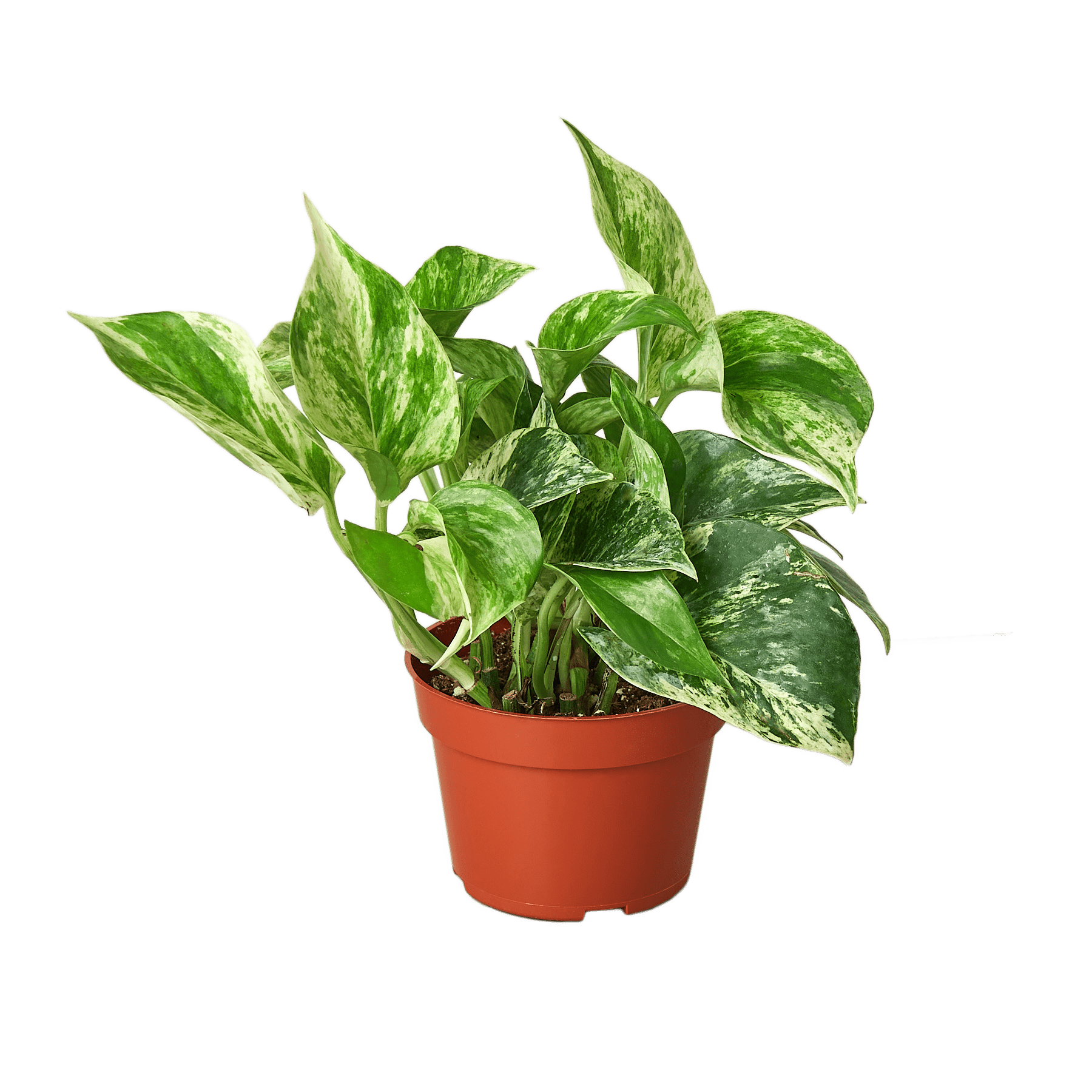 Pothos &