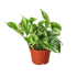 Pothos &