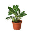 Schefflera Variegated - Ethereal Company-Indoor Plants
