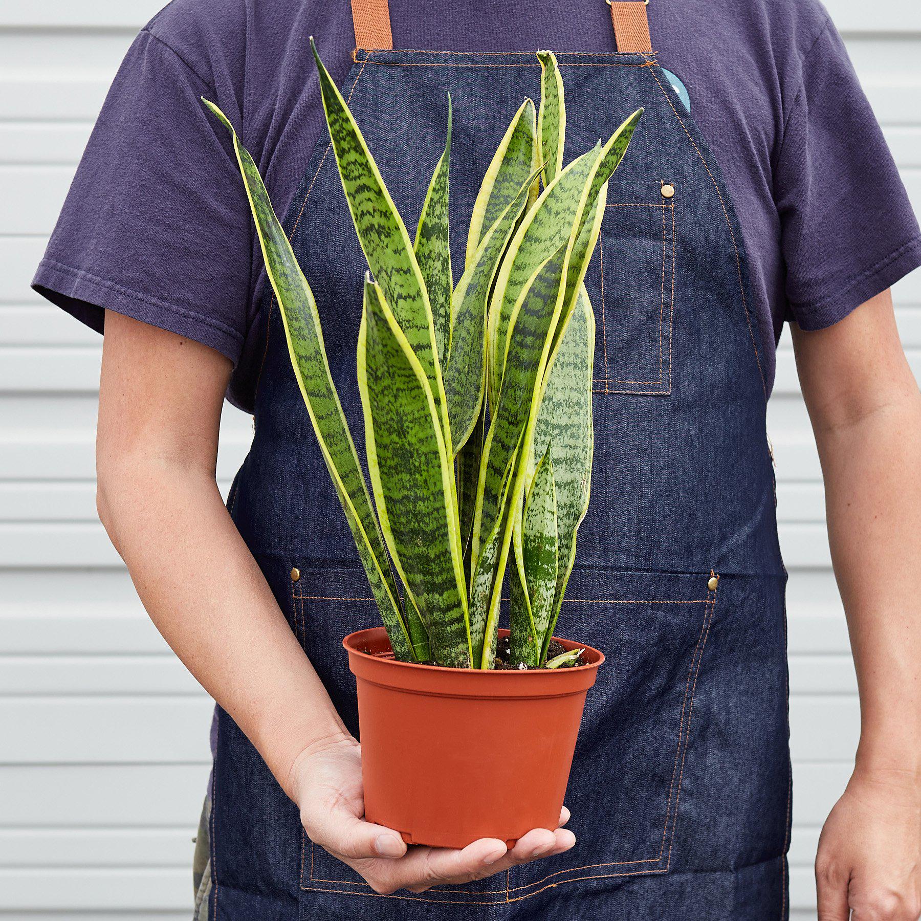 Snake Plant Laurentii - Ethereal Company4" Plant