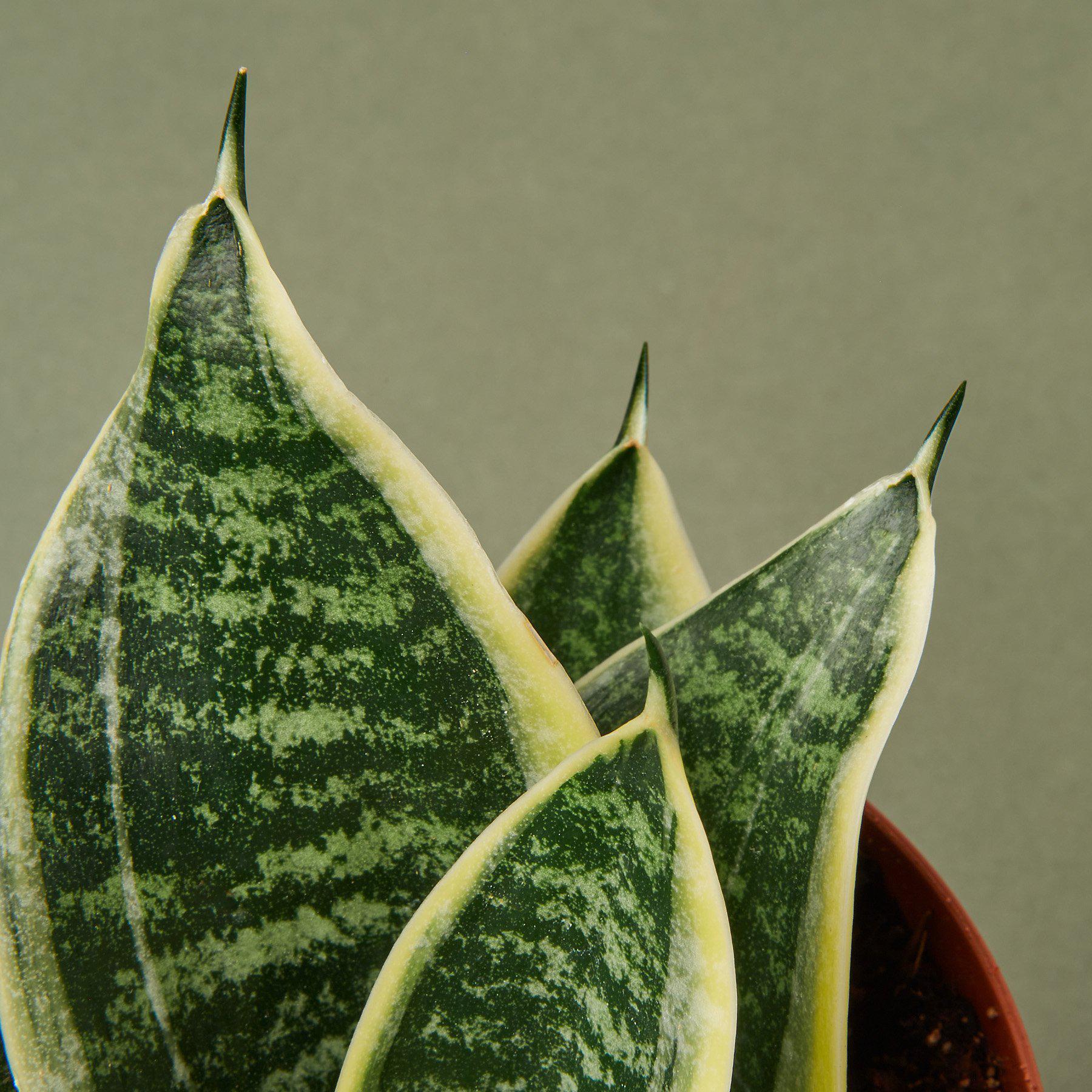 Snake Plant Laurentii Dwarf - Ethereal Company-Indoor Plants