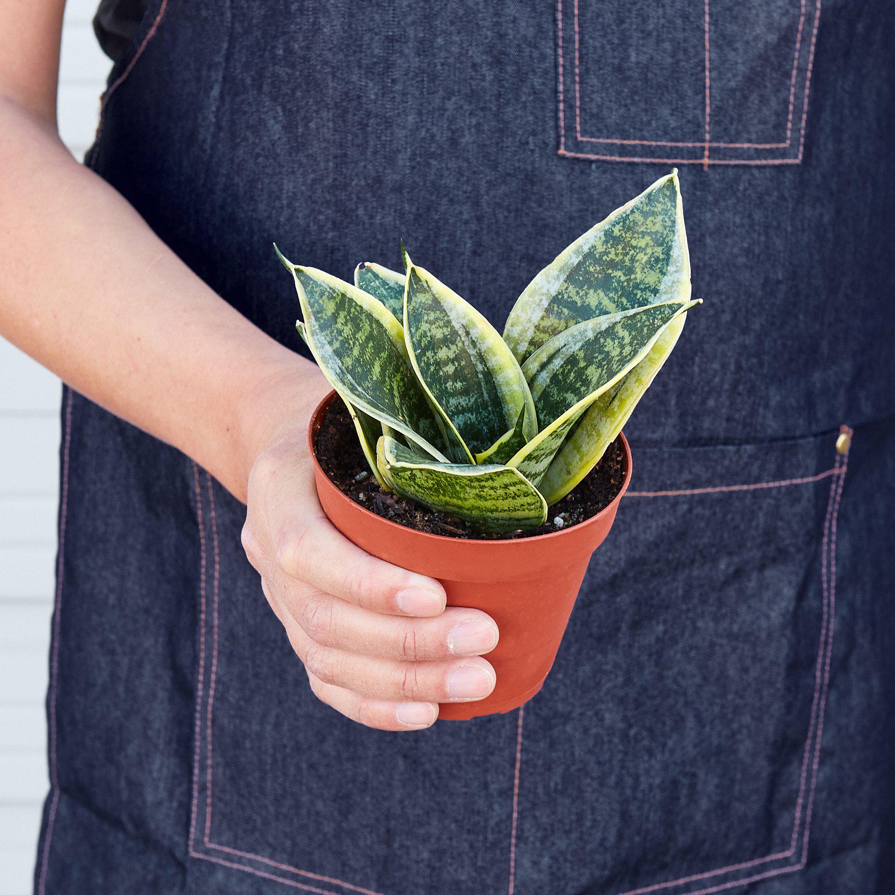 Snake Plant Laurentii Dwarf - Ethereal Company-Indoor Plants
