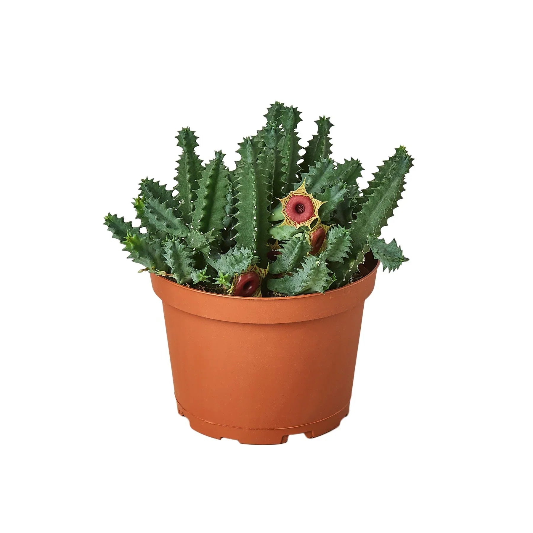 Lifesaver Cactus - Ethereal Company-Succulent