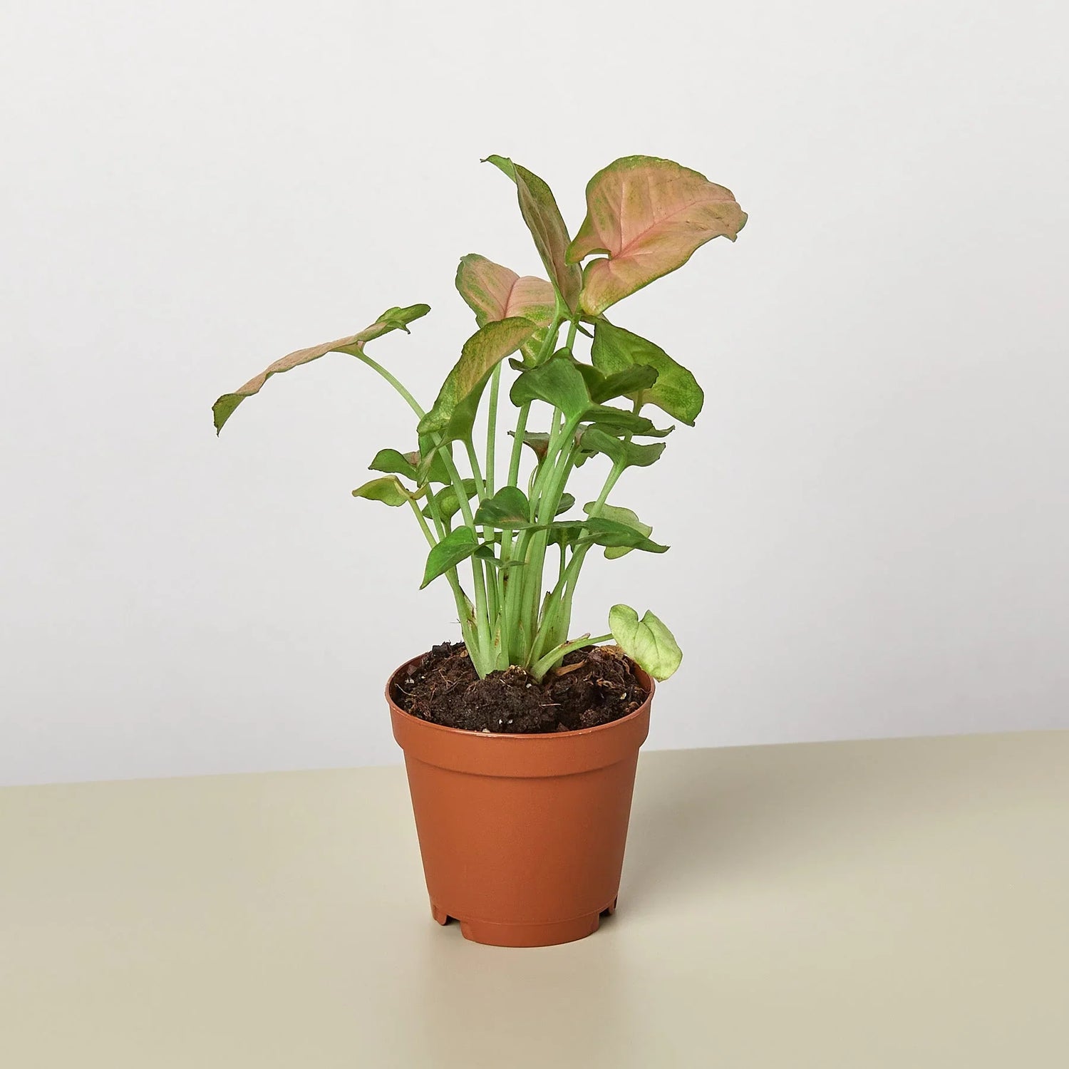 Syngonium Strawberry - Ethereal Company-Indoor Plants
