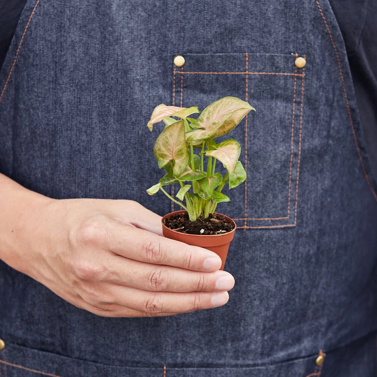 Syngonium Strawberry - Ethereal Company-Indoor Plants
