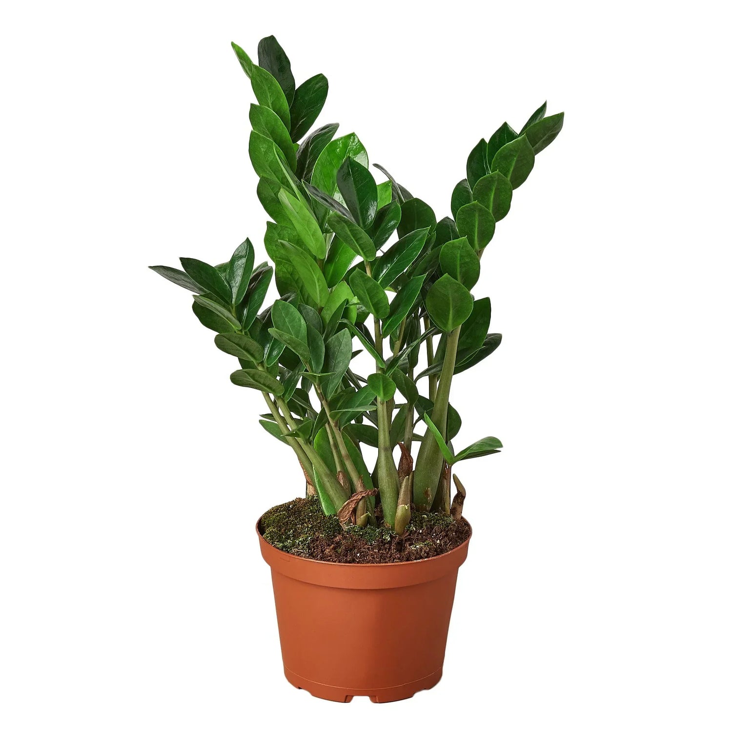 Zamioculcas Zamiifolia ZZ - Ethereal Company-Default