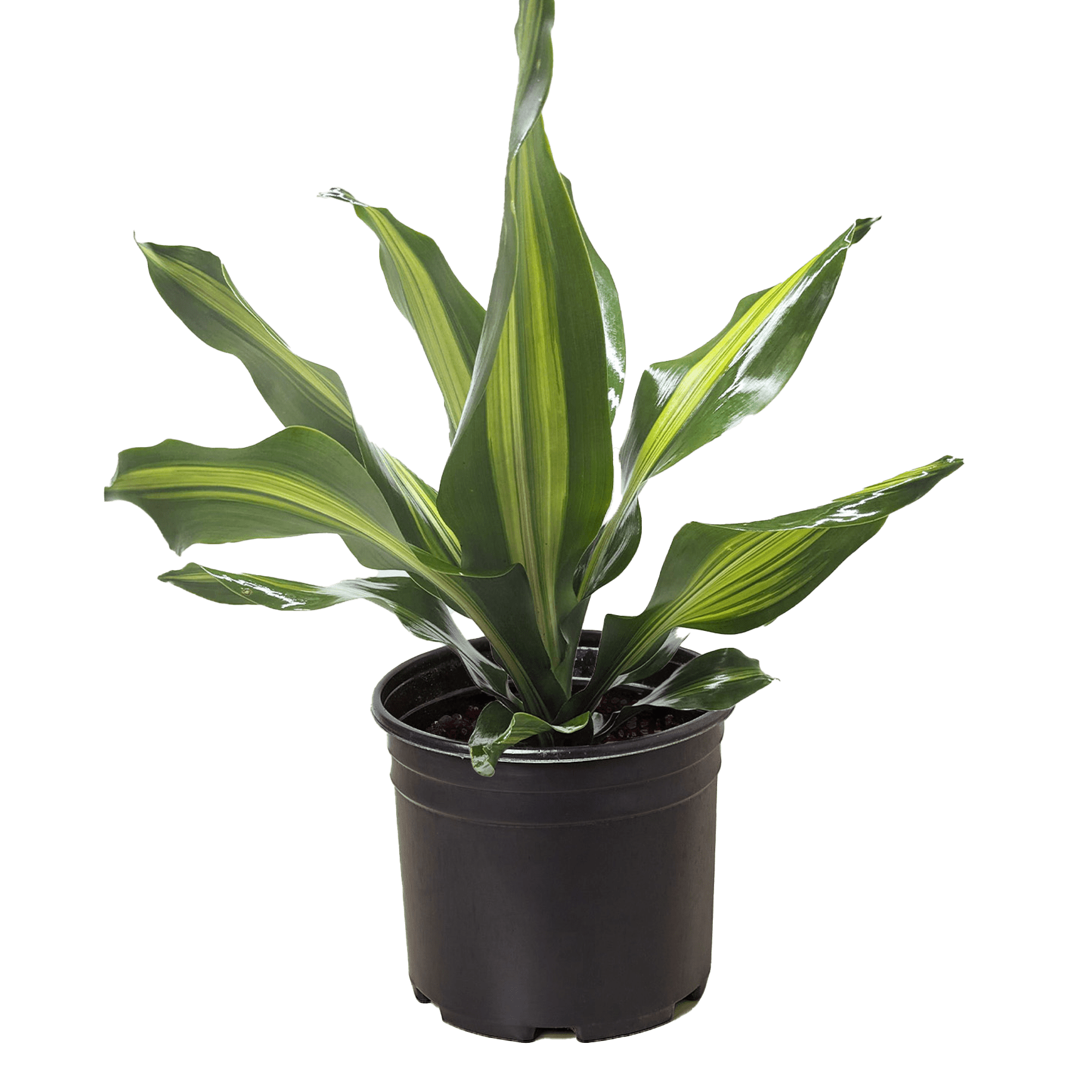 full grown dracaena golden heart Dracaena Golden Heart