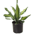 Dracaena Golden Heart - Ethereal Company-Indoor Plants