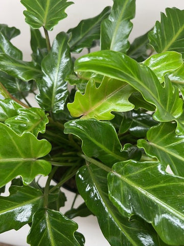 Philodendron Xanadu - Ethereal Company-Indoor Plants