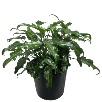 Philodendron Xanadu - Ethereal Company-Indoor Plants