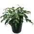 Philodendron Xanadu - Ethereal Company-Indoor Plants