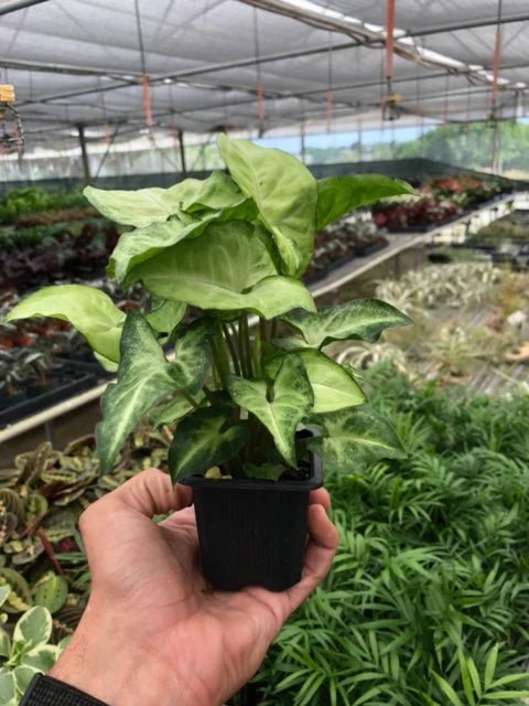 Syngonium White Butterfly - Ethereal Company-4" Plant